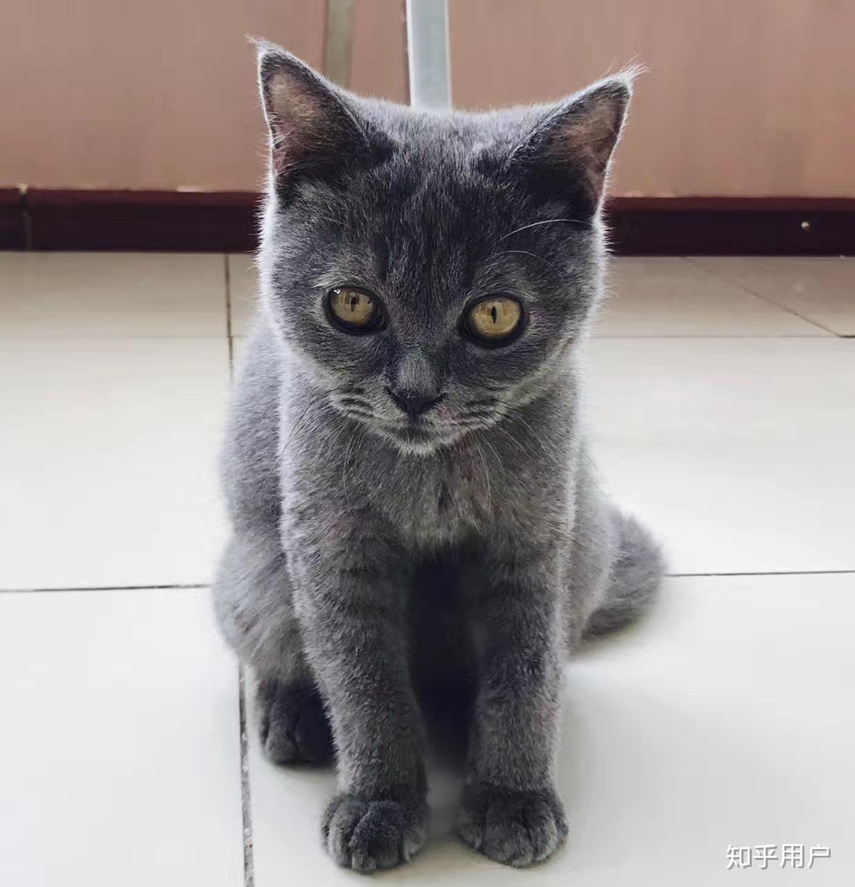 有一只超黏人的猫咪是什么样的体验?