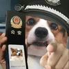 猫猫狗狗界的警官表情包第一期|公安小猫咪狗狗表情包 mp.weixin.qq.