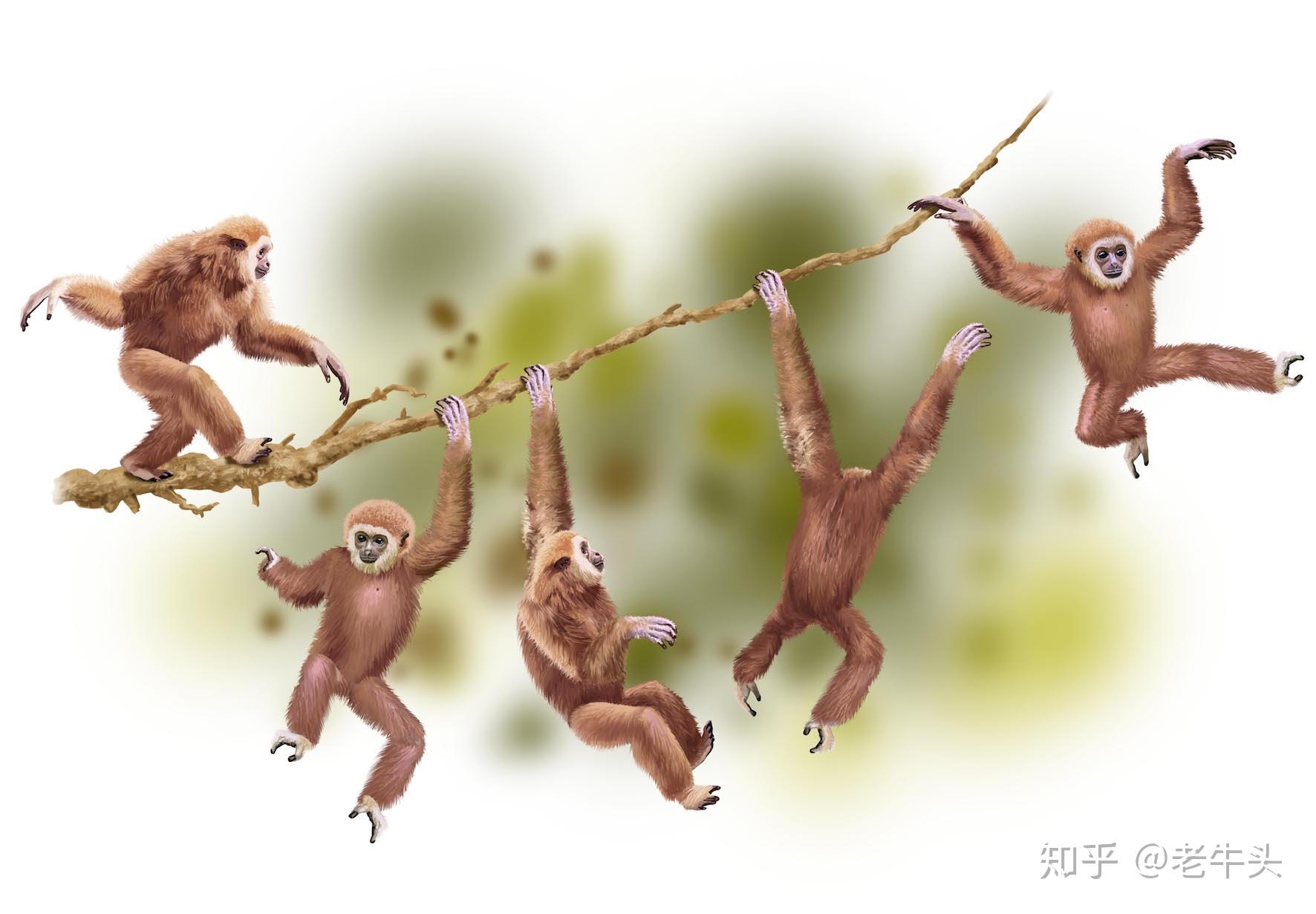 【ベストコレクション】 猿 イラスト 画像 836106-猿 イラスト 画像