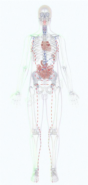 最新十四经络3d动态循行图