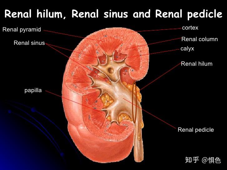 什么是肾窦(renal sinus)?