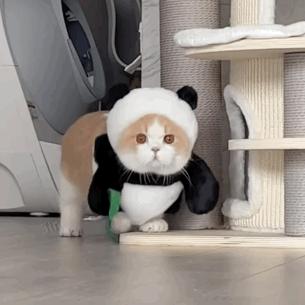 18个网红猫豆包表情包宝贝我来了兔兔祟祟你找我嘛事