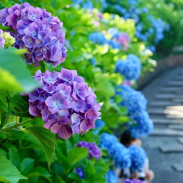 日本这些高颜值的紫阳花海 美得让人窒息 知乎