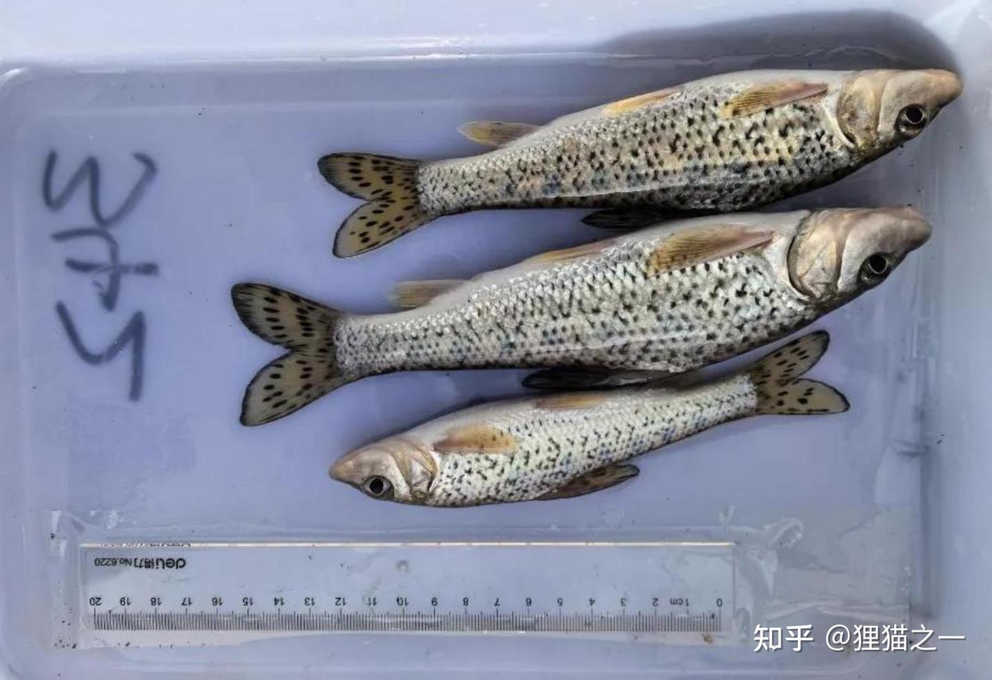 消失19年!土著鱼花䱻重现沈阳浑河,以前拿来喂鸭,如今想吃都难 - 知乎
