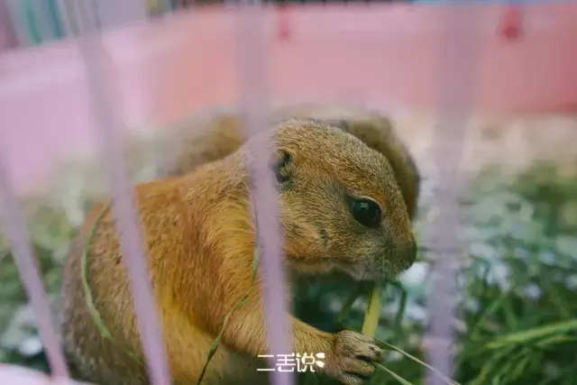 松鼠宠物用品 v2-001958142a4280e85f302a52704c4ac1_r.jpg