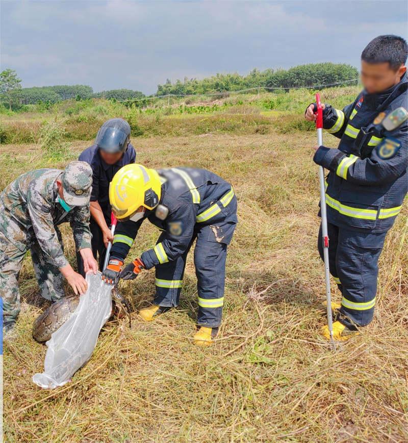 海南乐东发现60斤大蟒蛇,盘踞在农田中,4人合力才将其抓获