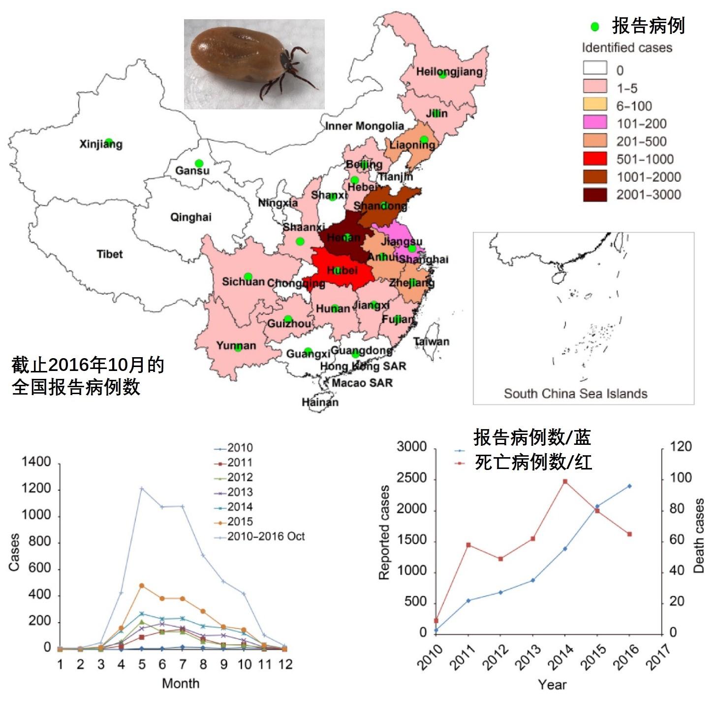 病例的主要报告年龄分布为11～81岁;农民占95%以上;病例发病前两周内