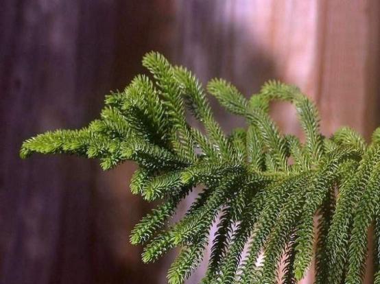 南半球特有常绿针叶植物——智利南洋杉