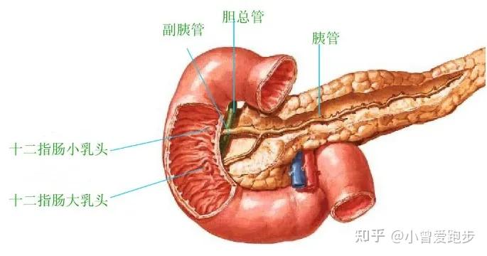 十二指肠解剖图详细图图片