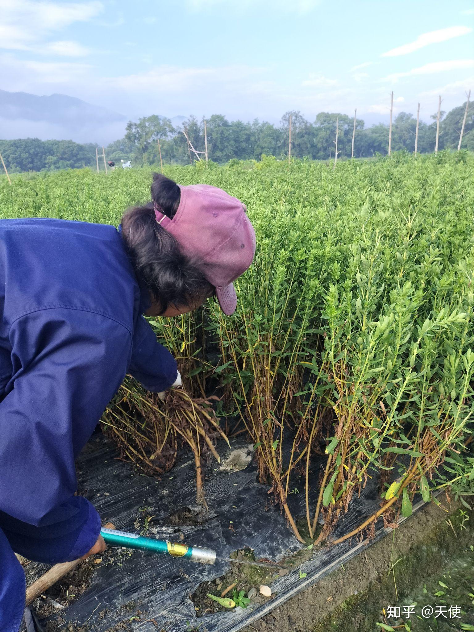 甜叶菊图片 种植图片