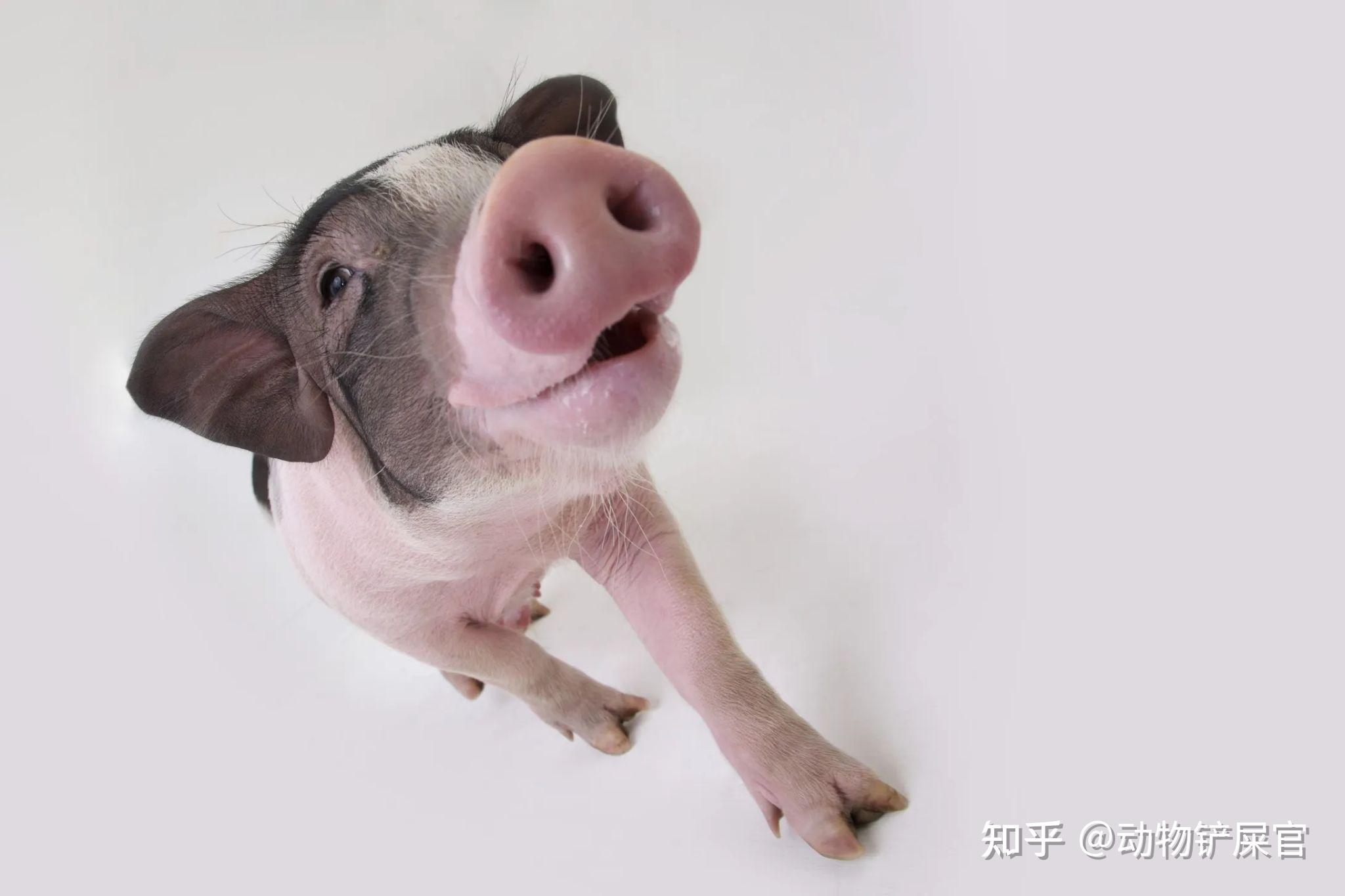 杜洛克种猪 加系种猪 四川天兆猪业股份有限公司