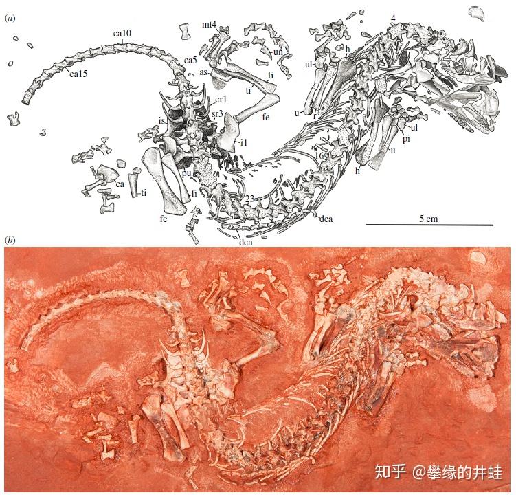 【地球演义】蛋，爪子，太阳穴和龙兽争霸 - 知乎