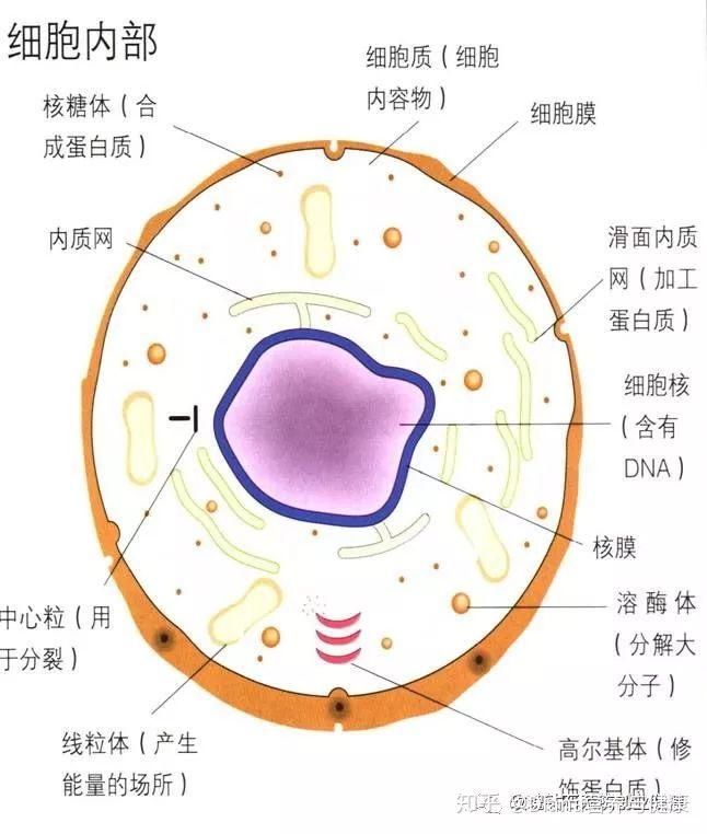 包括核膜,核仁,染色质.染色质是细胞核内易被碱性染料着色的遗传物质.