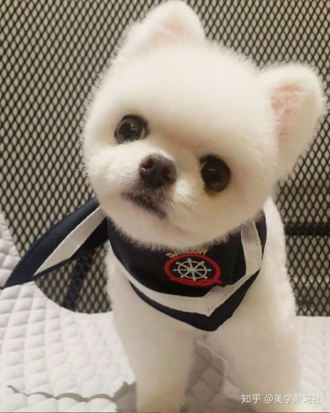 倪妮林允是最高级的鲶鱼脸看看你是哪种动物脸