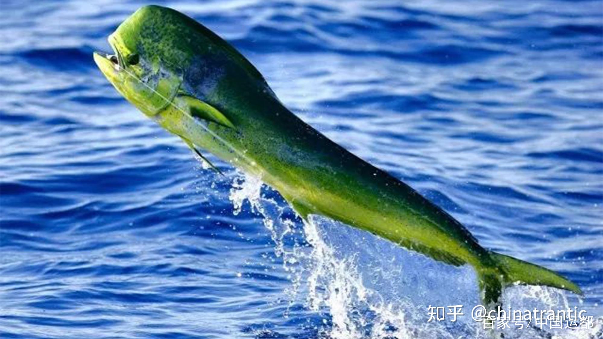 2 | 鲯鳅 / mahi mahi