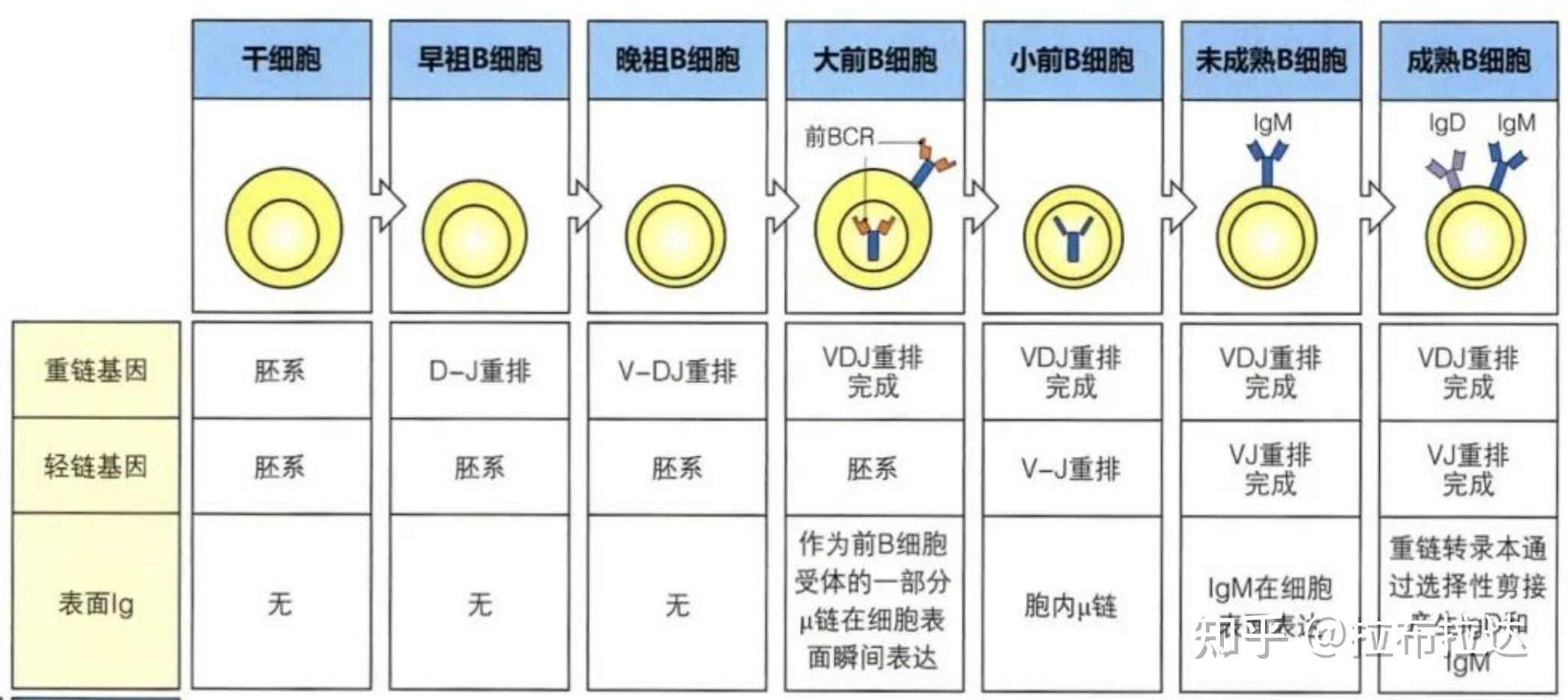 b细胞的"职业生涯" | b细胞的来源及发育过程