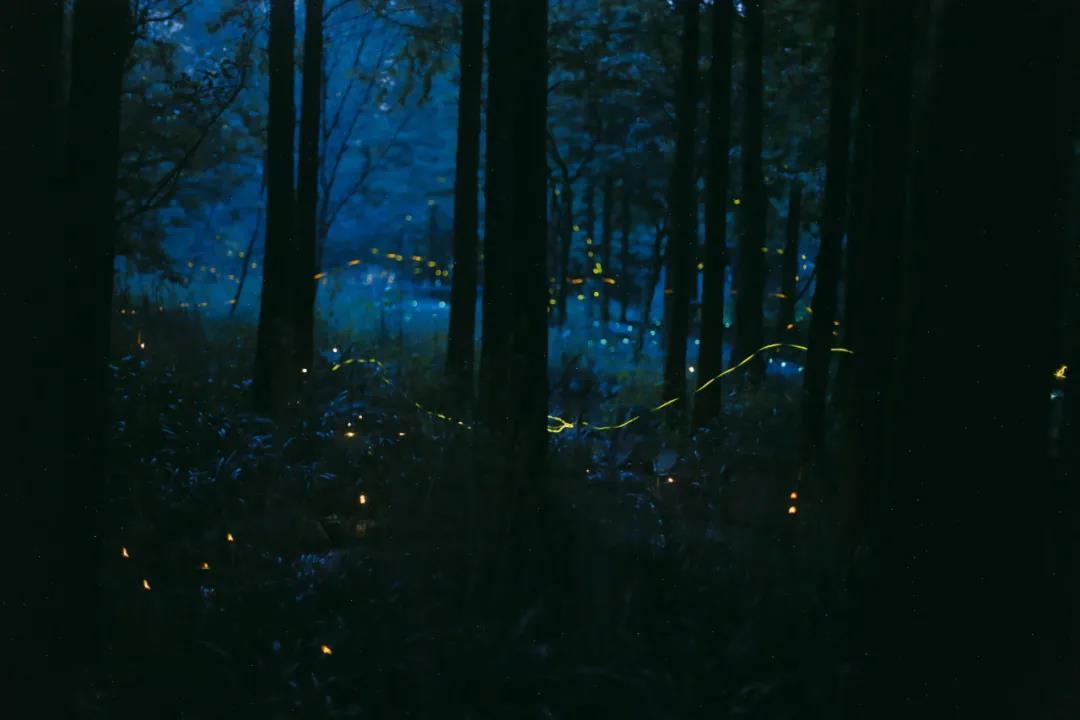 『 莫干山·萤光水森林 』