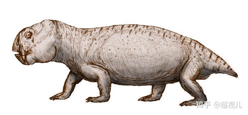 巴莫鳄(biarmosuchus)巴莫鳄生存在二叠纪晚期,是兽孔目动物