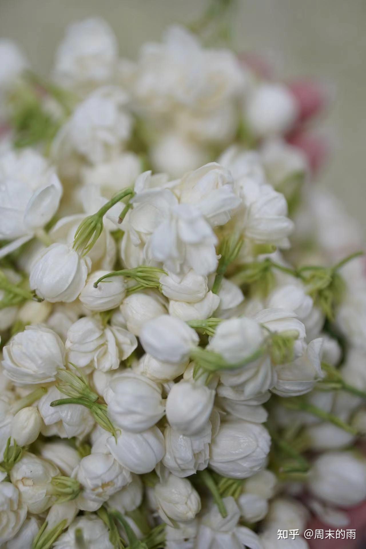 茉莉花纯露 - 知乎