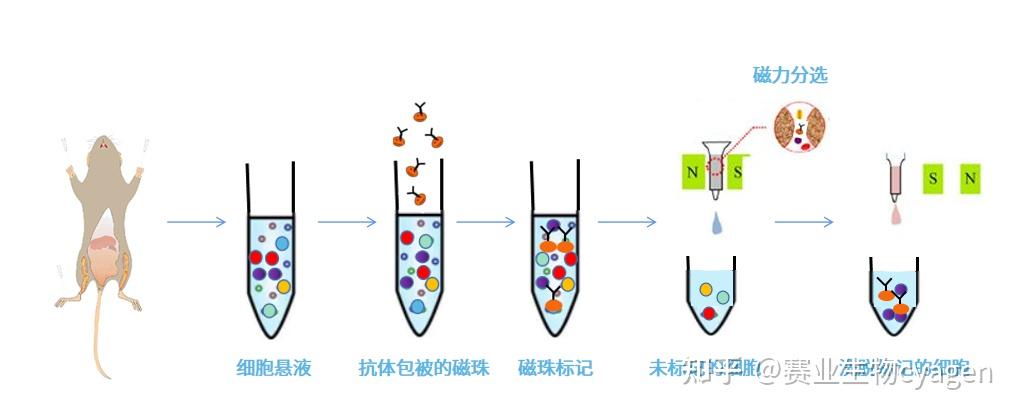 幹細胞分離密度梯度離心法免疫磁珠分選法和流式細胞儀分離法