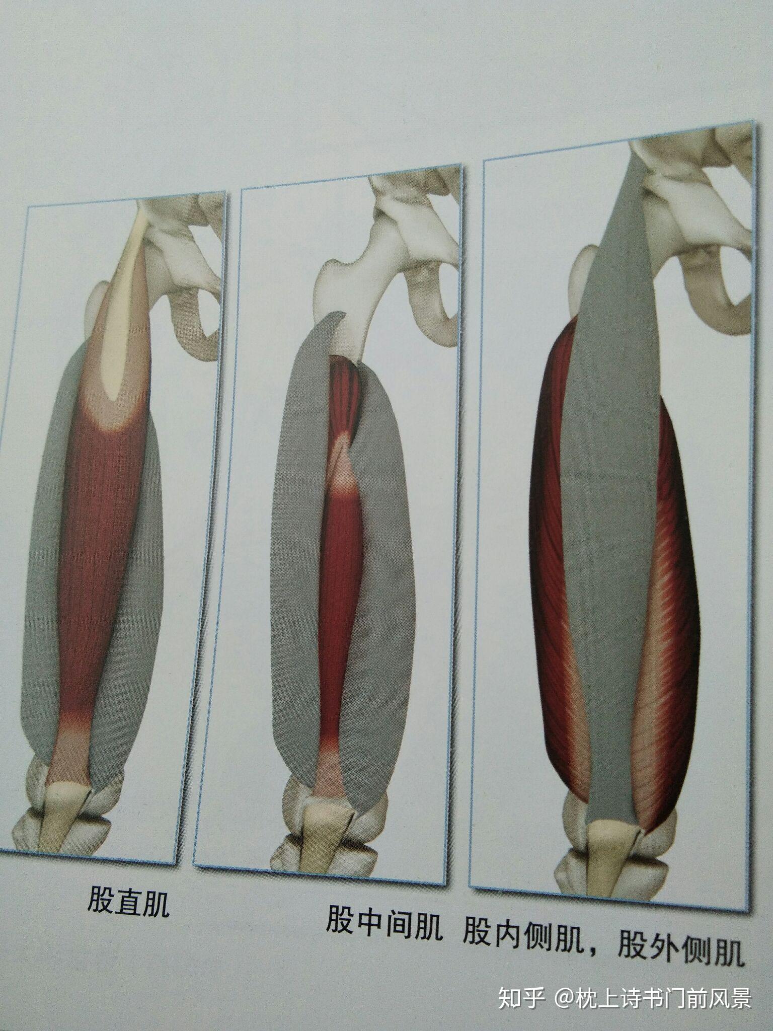 站立前屈伸展式中的骨盆与双脚