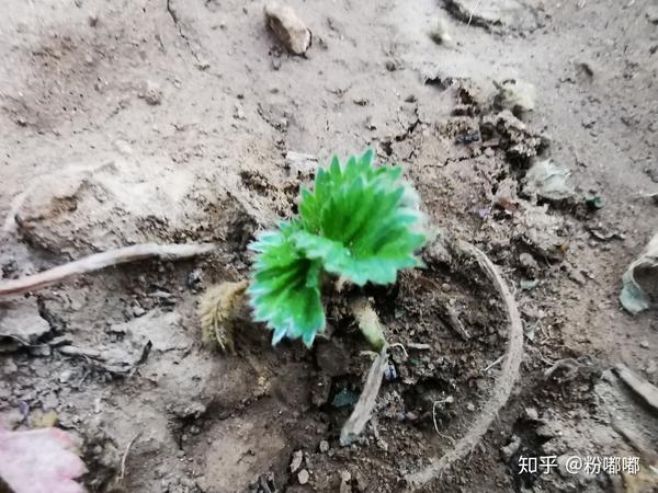 植物是怎么生长的 植物的四个生长过程 双偶网