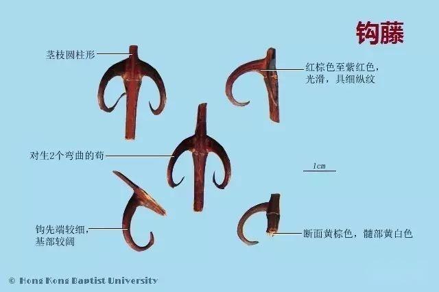 223种中药的鉴别图谱(彩图注释) - 知乎