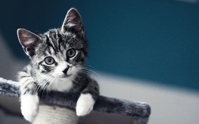 v2-0067540e58873d1db5df789af0f0abf9_r.jpg