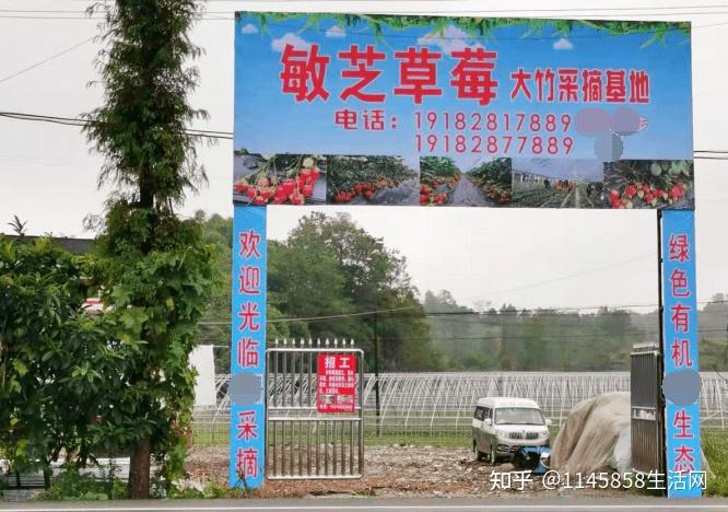 四川达州大竹县敏芝草莓采摘基地占地100亩比超市便宜2倍