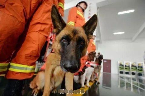最后一名汶川功勋犬沈虎离世搜救犬的知识你知道多少呢