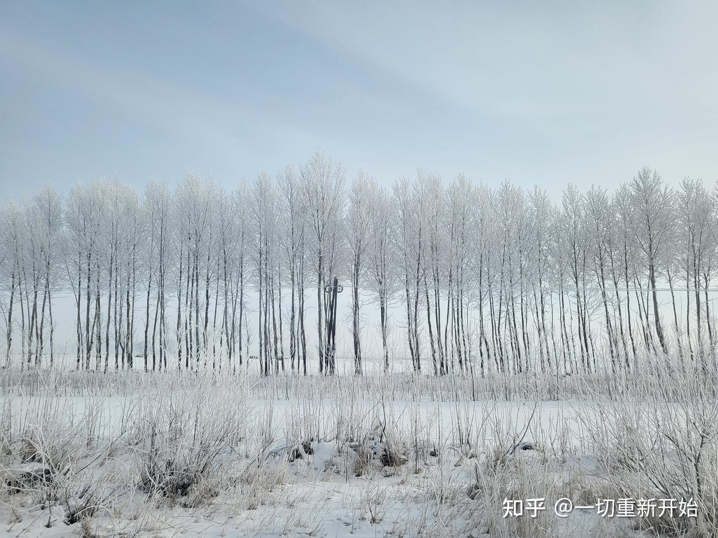 树挂 - 知乎