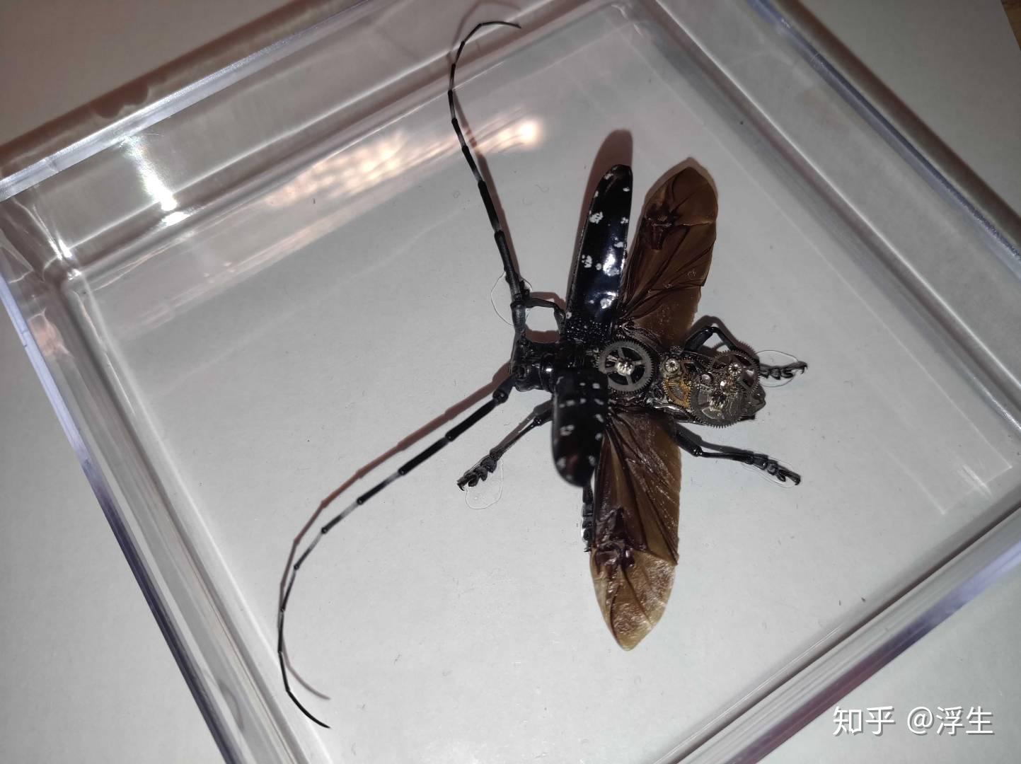 昆虫标本系列--星天牛