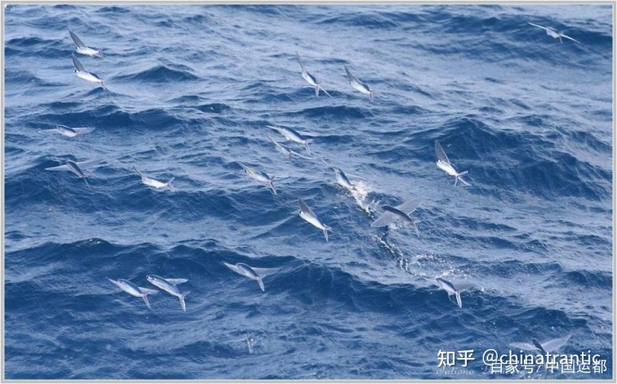 【威海运都】☆海识 | 水里的飞行家 - 知乎