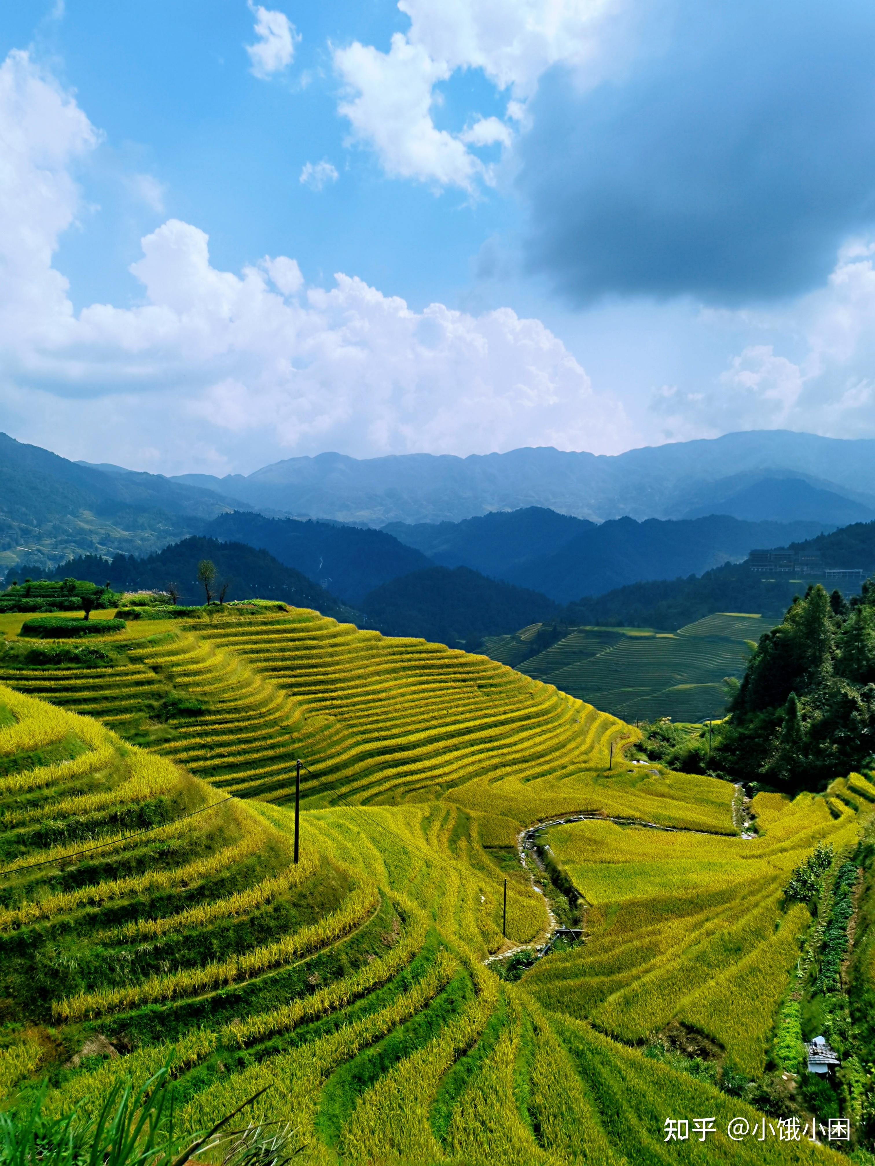 龙脊梯田天然居秋季限定金黄色画卷龙脊稻黄美若人间天堂