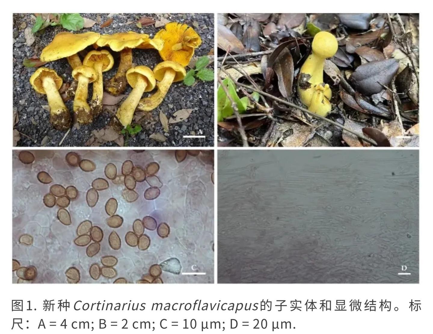 Mycology | 丝膜菌属新认识：来自中国亚热带地区的新分类单元 - 知乎