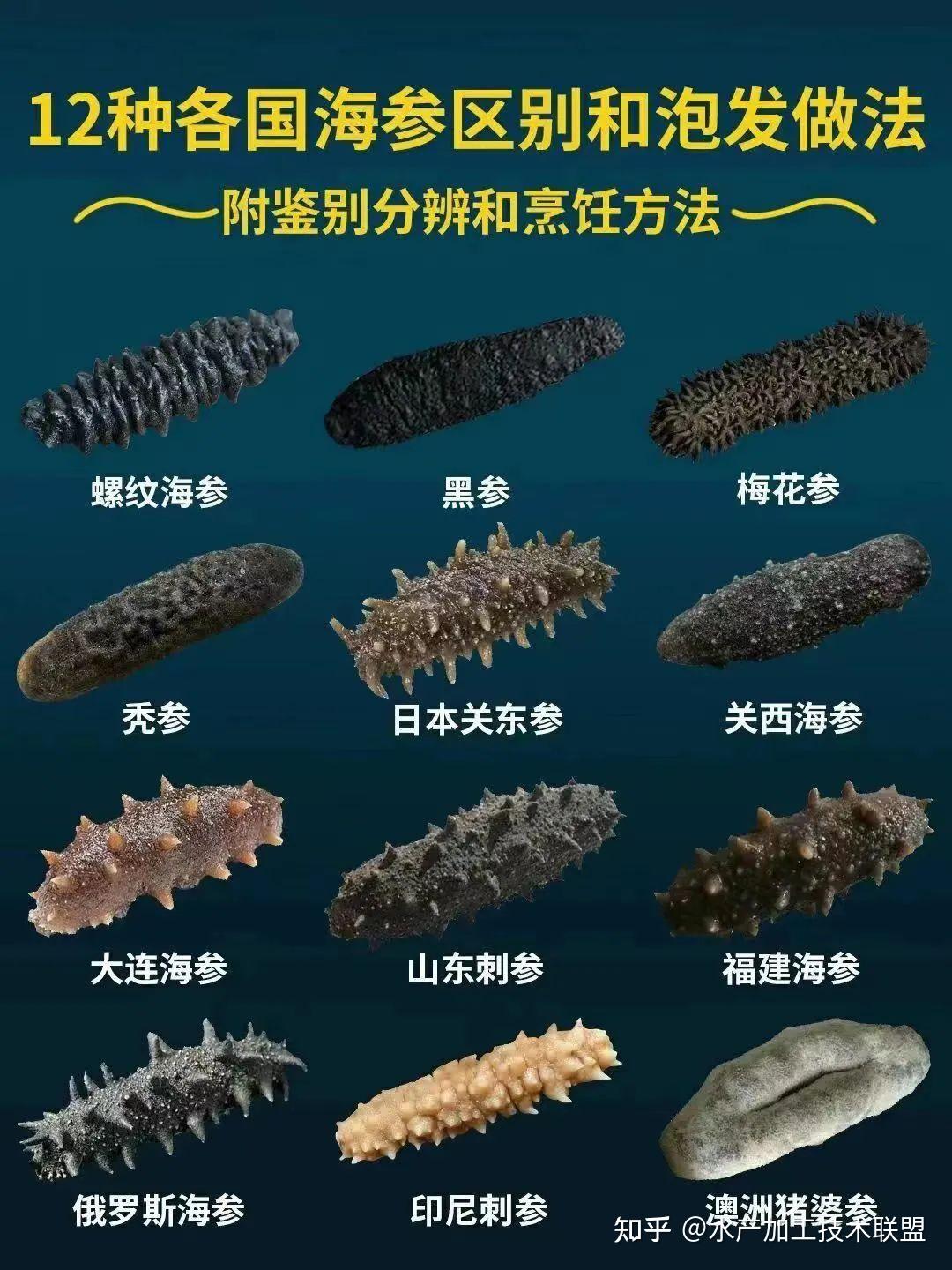 怎样鉴别野生海参和养殖海（简易辨别法 如何区分海参是野生的还是养殖的） | 干海参网