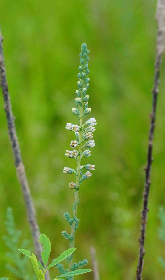 国家二级重点保护野生植物疏花水柏枝抗逆性生态试验成功 - 知乎