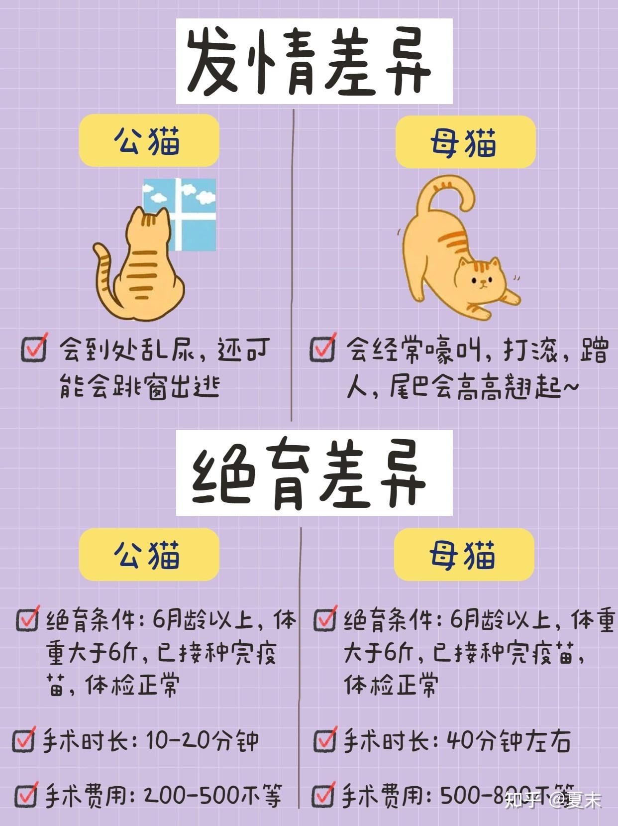 公猫VS母猫,新手养猫,养公猫还是母猫? - 知乎