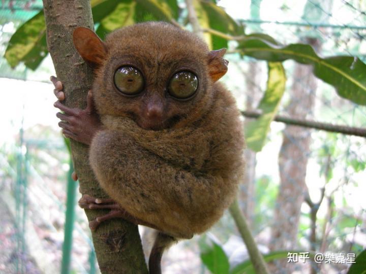 世界濒危珍稀动物top10