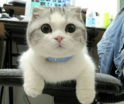 猫咪怎么养才会发腮 v2-00ab559e0a63712f2e2a9d4472faabfe_1440w.jpg?source=172ae18b