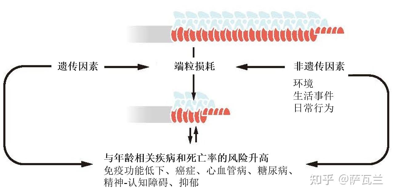 想活得更久，试试延长人体端粒！ - 知乎