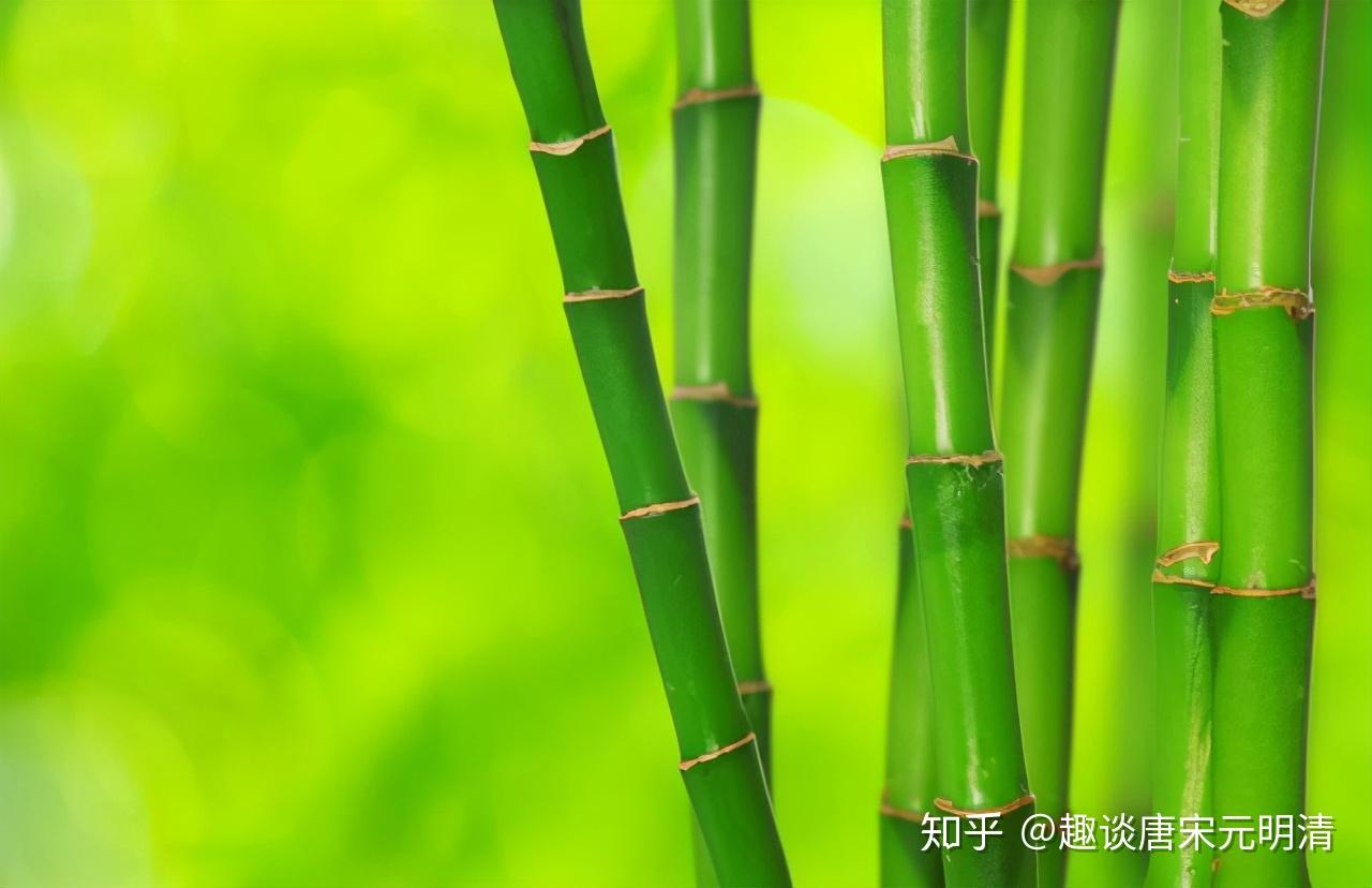 竹子開花馬上搬家的字面含義