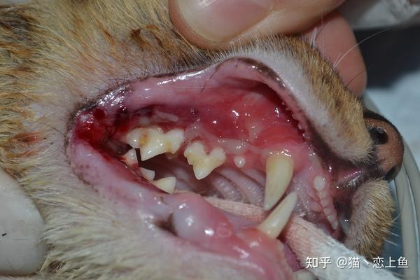 猫咪口腔溃烂 严重甚至导致无法进食