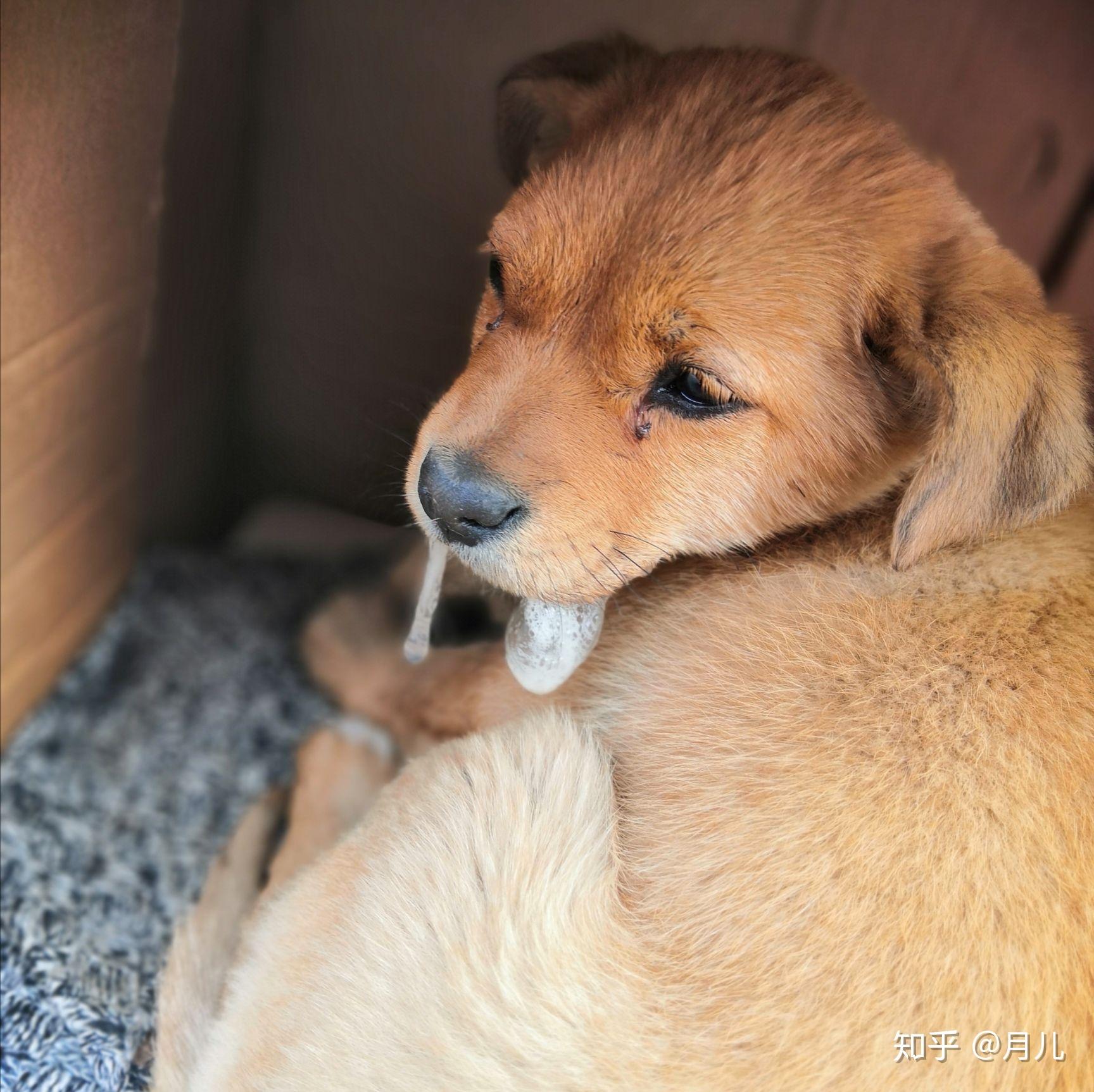 狗狗生病目前還不知道是什麼病腸胃炎或細小在家醫治