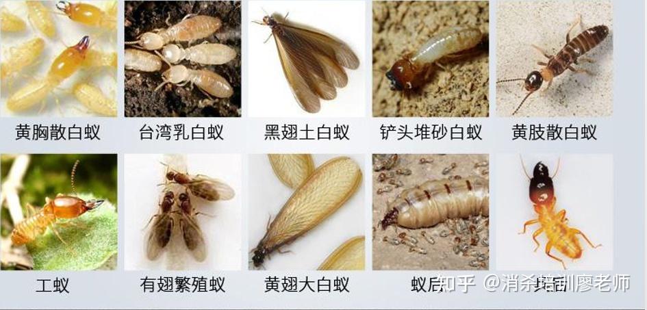 关于白蚁防治，我的看法 知乎 