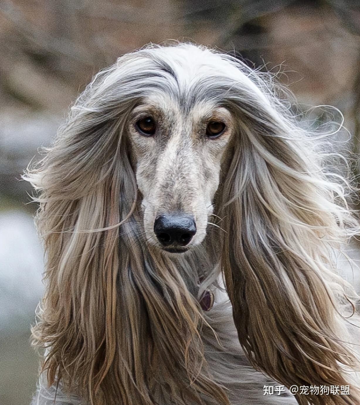 狗狗智商排行榜：最“笨”的3种狗和最“聪明”的3种狗！ - 知乎