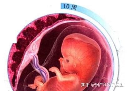 妊娠第3个月 9 12周母亲和胎儿 知乎