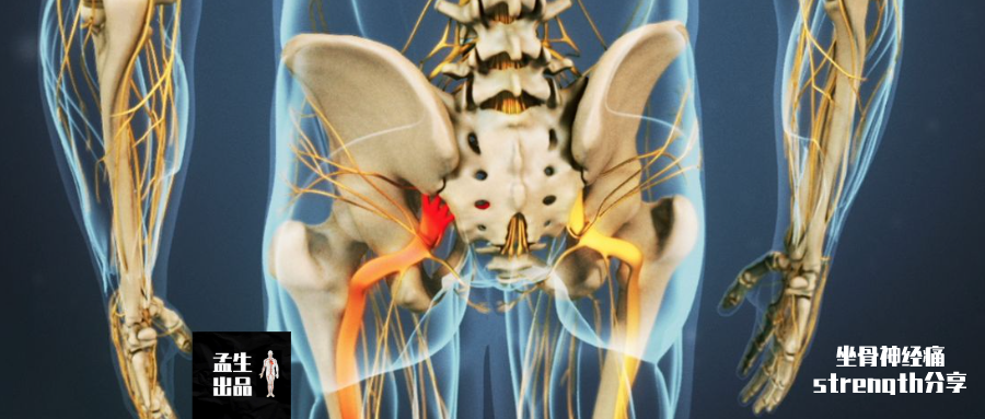 总干位于臀大肌深面,这个位置正好经坐骨结节和股骨大转子顾名坐骨