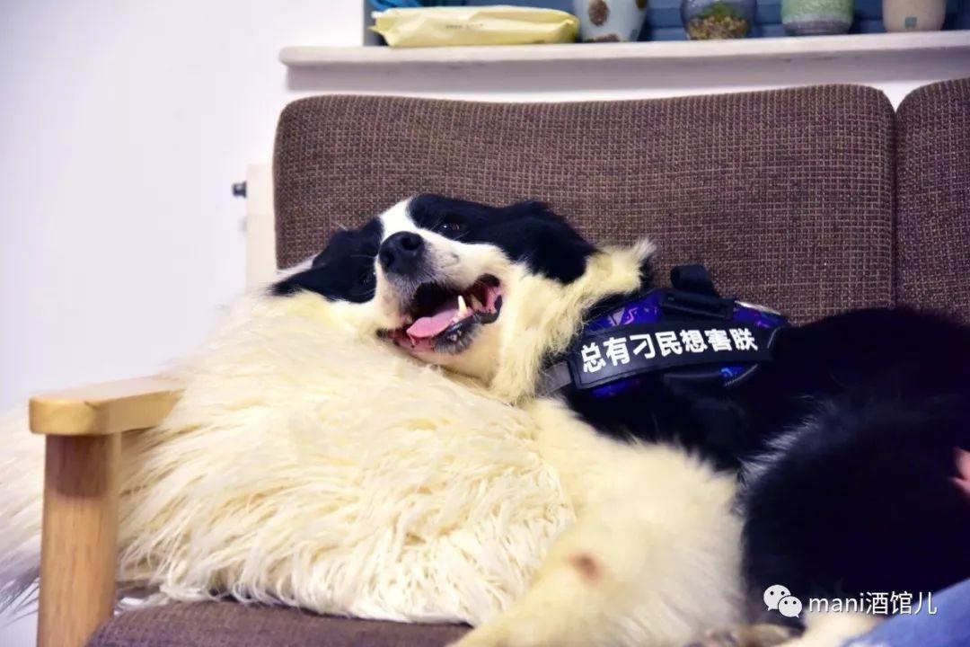走丢了4年 我的狗子浆糊终于找到家 知乎