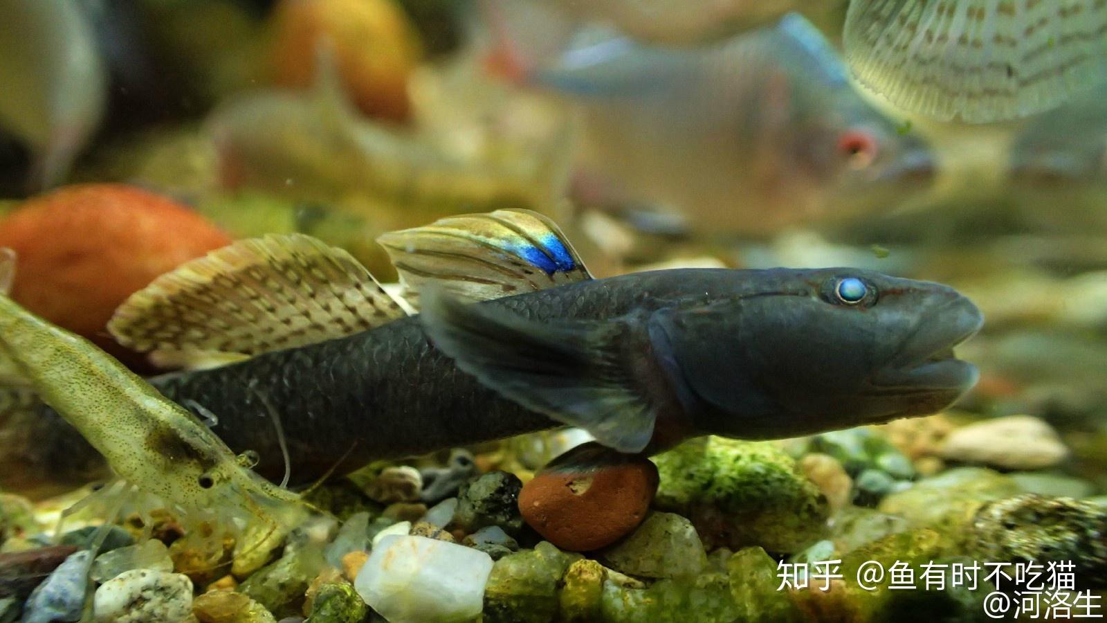 中国原生鱼：吻虾虎鱼图鉴 - 知乎